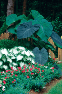 Plants Hide AC Unit