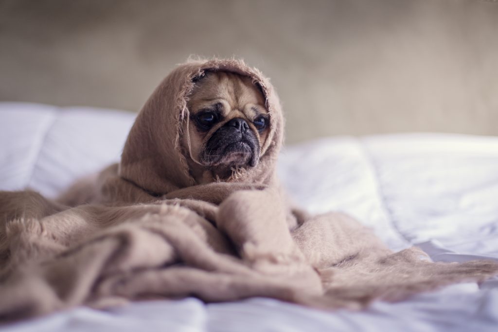 Pet Dander and Indoor Air Quality
