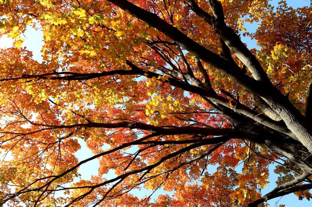 fall tree
